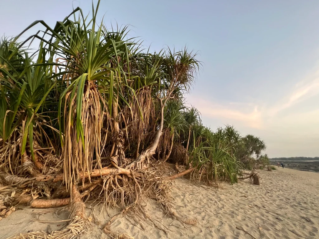 সেন্টমার্টিন দ্বীপের বৃক্ষরাজী